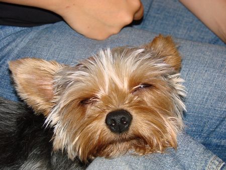 Yorkshire Terrier Hunde Foto 42067 in höherer Auflösung ansehen Yorkshire Terrier jetzt bin ich müde...