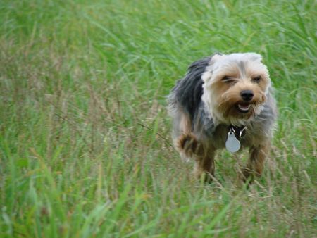 Yorkshire Terrier Hunde Foto 42064 in höherer Auflösung ansehen Yorkshire Terrier Let´s fetz! 2