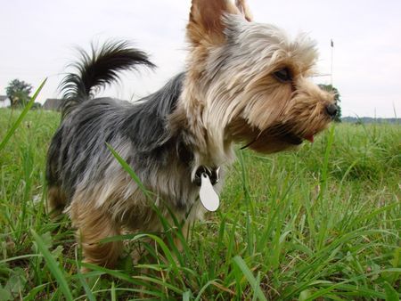 Yorkshire Terrier Hunde Foto 42066 in höherer Auflösung ansehen Yorkshire Terrier Hä?
