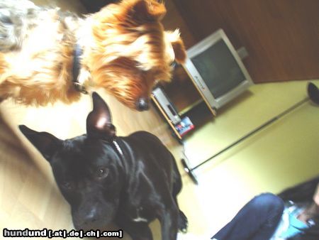 Yorkshire Terrier Hunde Foto 12029 Yorkshire Terrier dino& nico