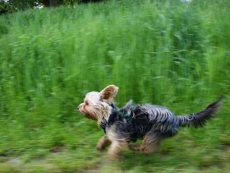 Yorkshire Terrier Hunde Foto 42068 in höherer Auflösung ansehen Yorkshire Terrier Let´s fetz!