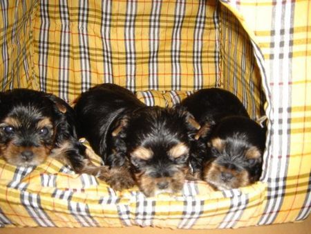 Yorkshire Terrier Hunde Foto 39570 Yorkshire Terrier of sarahs magic dogs