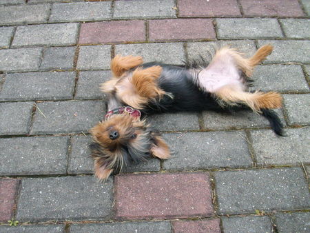Yorkshire Terrier Hunde Foto 39161 in höherer Auflösung ansehen Yorkshire Terrier Lotta - Jetzt erstmal Pause