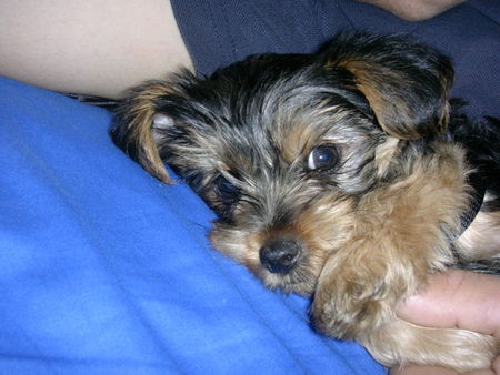 Yorkshire Terrier Hunde Foto 29816 in höherer Auflösung ansehen Yorkshire Terrier verschmust