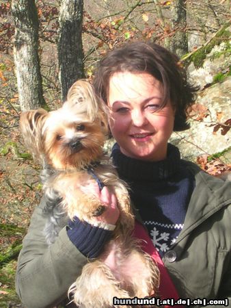 Yorkshire Terrier Hunde Foto 22498 in höherer Auflösung ansehen Yorkshire Terrier Kimi und Nicole