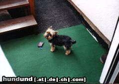 Yorkshire Terrier Hunde Foto 19817 Yorkshire Terrier Daisy