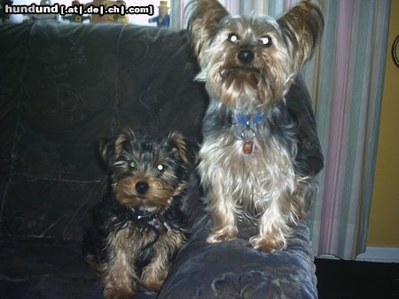 Yorkshire Terrier Hunde Foto 10839 Yorkshire Terrier re. Chicco, li. sein Sohn Chester...unsere ganze Freude...wobei der Sohn mittlerweile doppelt so groß ist, wie sein Vater!