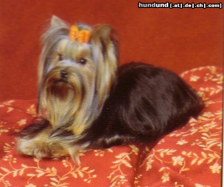 Yorkshire Terrier Hunde Foto 16403 in höherer Auflösung ansehen Yorkshire Terrier YORKIEMANIA