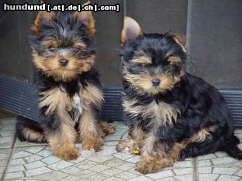 Yorkshire Terrier Hunde Foto 24542 Yorkshire Terrier Ha, meine Ohren stehen schon also bin ich auch der schönste :-))))), links Feivel und rechts Lovely beide 13 Wochen alt
