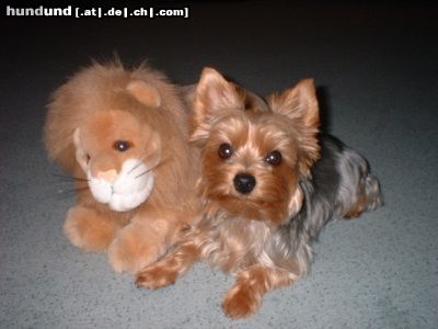 Yorkshire Terrier Hunde Foto 5260 Yorkshire Terrier Ich und mein Plüschi...