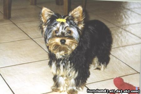 Yorkshire Terrier Hunde Foto 22301 in höherer Auflösung ansehen Yorkshire Terrier Freddy-Wuff