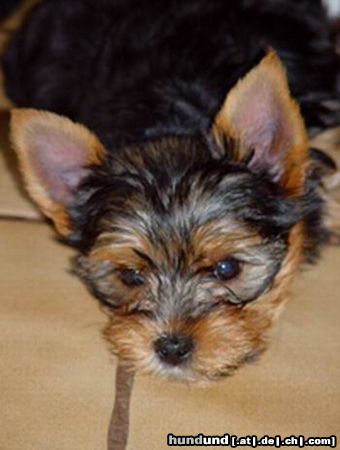 Yorkshire Terrier Hunde Foto 24541 in höherer Auflösung ansehen Yorkshire Terrier Huch ich wollte eigentlich eine Fledermaus werden :-))))