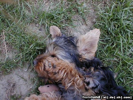 Yorkshire Terrier Hunde Foto 5090 Yorkshire Terrier Giacomo