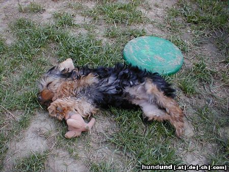 Yorkshire Terrier Hunde Foto 5091 Yorkshire Terrier Giacomo