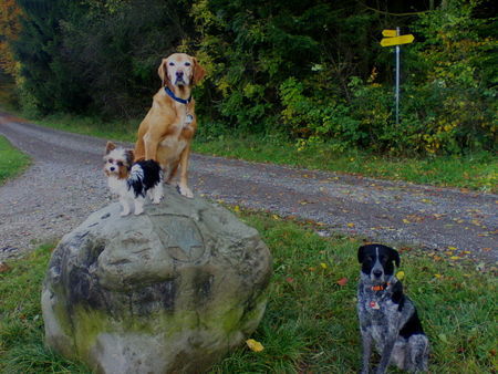 Yorkshire Terrier Biewer Yorkie mit meinen Mischlingen Gina und Roxy