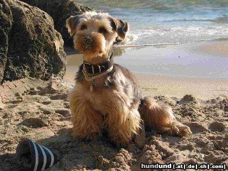 Yorkshire Terrier Hunde Foto 22013 Yorkshire Terrier Gismo am Strand von Mallorca 04