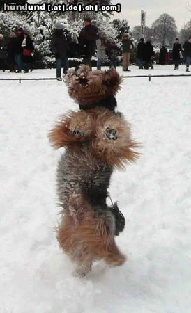 Yorkshire Terrier Gismo liebt Schnee