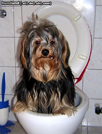 Yorkshire Terrier Hunde Foto 14445 Yorkshire Terrier Gismo beim Toilettengang