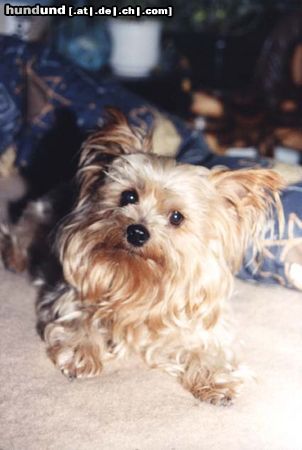Yorkshire Terrier Hunde Foto 13467 Yorkshire Terrier Hallo hier kommt Gismo