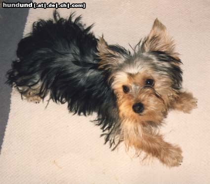 Yorkshire Terrier Hunde Foto 13470 Yorkshire Terrier Damals als ich noch jugendlich war!!!