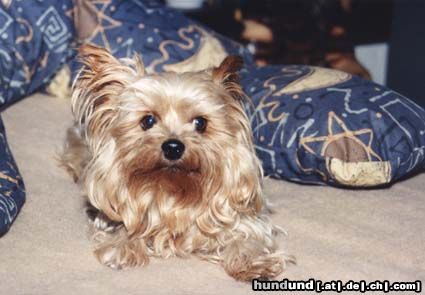 Yorkshire Terrier Hunde Foto 13469 Yorkshire Terrier Huch wer kommt denn jetzt?