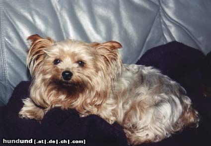 Yorkshire Terrier Hunde Foto 13468 Yorkshire Terrier Gismo etwas maulig