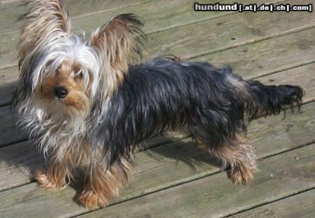 Yorkshire Terrier Hunde Foto 2839 Yorkshire Terrier Gizmo the Yorkshireterrier