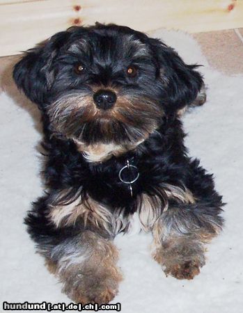 Yorkshire Terrier Hunde Foto 6237 Yorkshire Terrier JohannasGreta