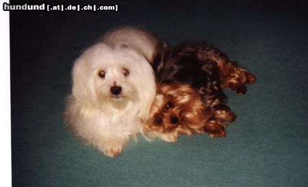 Yorkshire Terrier Hunde Foto 8206 Yorkshire Terrier Mein Schatz