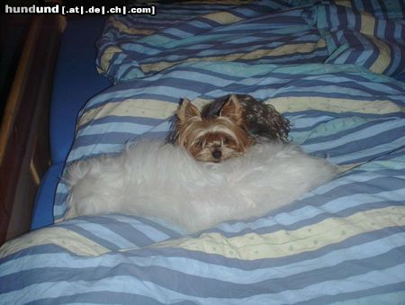 Yorkshire Terrier Hunde Foto 8252 Yorkshire Terrier Habe ich ein gemütliches Kissen