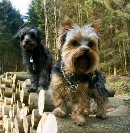 Yorkshire Terrier Hunde Foto 38443 Yorkshire Terrier Bonny (Tibet-Terrier) und RITSCHI