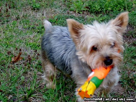 Yorkshire Terrier Nicki