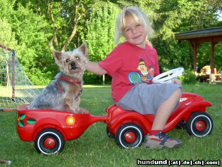 Yorkshire Terrier Hunde Foto 22777 in höherer Auflösung ansehen Yorkshire Terrier Jasmine und Nicki 12 Jahre alt