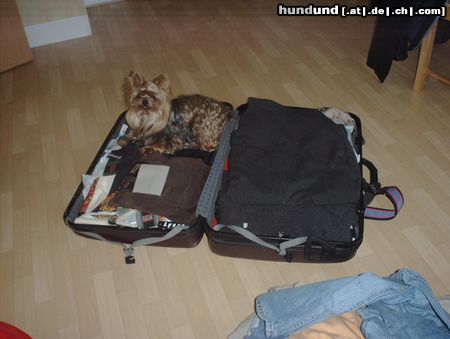 Yorkshire Terrier Hunde Foto 7702 Yorkshire Terrier Shadow will mit in den Urlaub