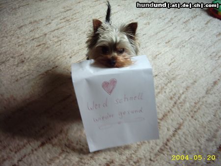 Yorkshire Terrier Hunde Foto 19174 in höherer Auflösung ansehen Yorkshire Terrier So ein Bild ist schöner, als immer nur Blumen mit ins Krankenhaus mitzunehmen.