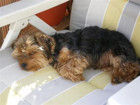 Yorkshire Terrier Hunde Foto 40193 Yorkshire Terrier Cesar der Sonnenanbeter