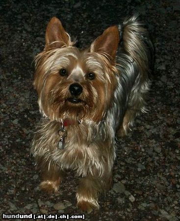 Yorkshire Terrier Hunde Foto 5785 Yorkshire Terrier Bingo