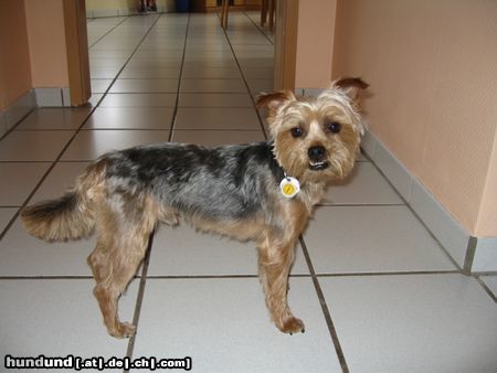 Yorkshire Terrier Hunde Foto 23841 in höherer Auflösung ansehen Yorkshire Terrier Unser Benny (Yorkshire / Malteser Mischling)