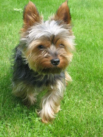 Yorkshire Terrier Hunde Foto 39810 in höherer Auflösung ansehen Yorkshire Terrier (Geb. 01.01.2006, Foto vom 01.07.2007)