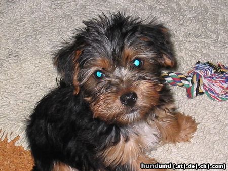 Yorkshire Terrier Hunde Foto 14442 Yorkshire Terrier Felix mit 14 Wochen