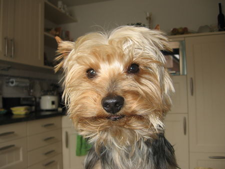 Yorkshire Terrier Hunde Foto 37341 in höherer Auflösung ansehen Yorkshire Terrier Archie