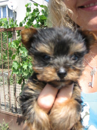 Yorkshire Terrier Hunde Foto 35791 in höherer Auflösung ansehen Yorkshire Terrier erter Tag mit Rocky
