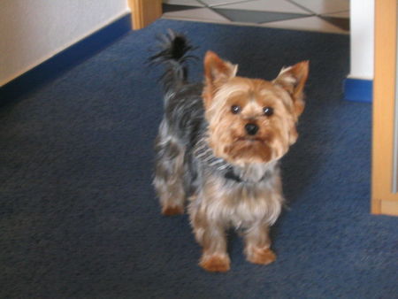 Yorkshire Terrier Hunde Foto 41358 in höherer Auflösung ansehen Yorkshire Terrier Ja ????