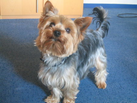 Yorkshire Terrier Hunde Foto 41359 in höherer Auflösung ansehen Yorkshire Terrier Hihihihih