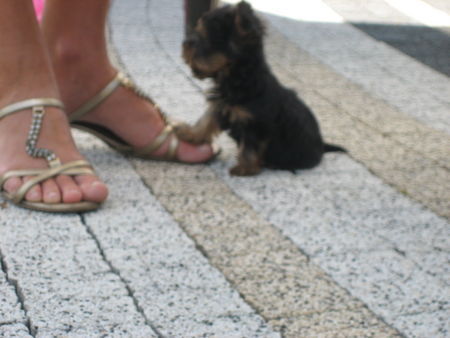 Yorkshire Terrier Hunde Foto 35793 in höherer Auflösung ansehen Yorkshire Terrier erter Tag mit Rocky