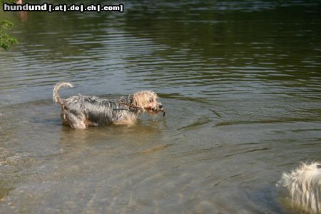 Yorkshire Terrier Hunde Foto 23823 in höherer Auflösung ansehen Yorkshire Terrier soll ich ins Wasser ?