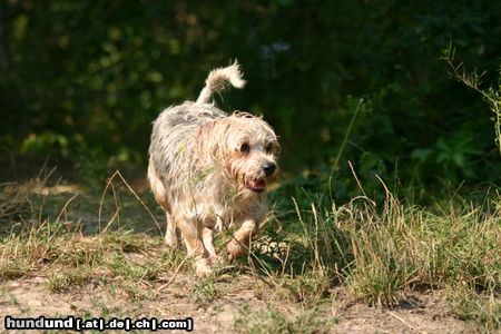 Yorkshire Terrier Hunde Foto 23824 in höherer Auflösung ansehen Yorkshire Terrier Yorki