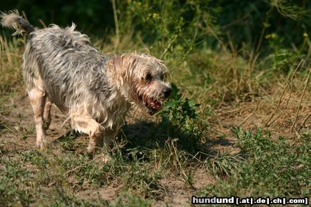 Yorkshire Terrier Hunde Foto 23825 in höherer Auflösung ansehen Yorkshire Terrier Yorki 2