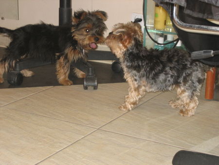 Yorkshire Terrier Hunde Foto 35795 in höherer Auflösung ansehen Yorkshire Terrier Rocky küsst Shila