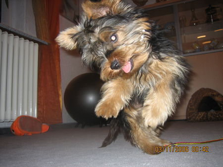 Yorkshire Terrier Hunde Foto 35632 in höherer Auflösung ansehen Yorkshire Terrier Rocky - seine 5 min